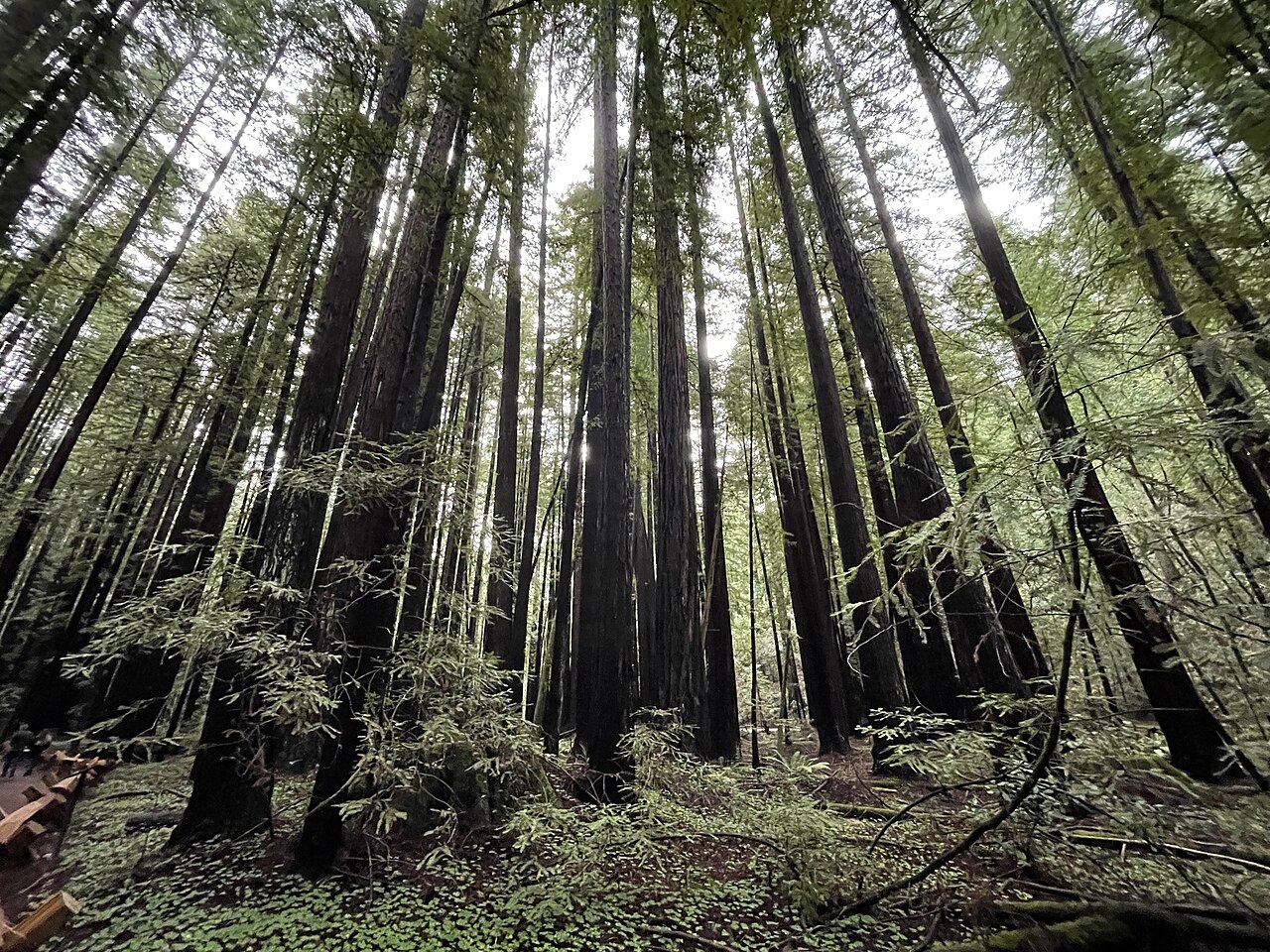 Armstrong Redwoods State Natural Reserve