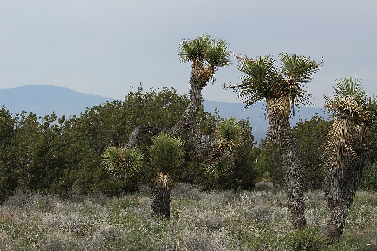 Arthur B Ripley Desert State Park - Joshua trees in a desert landscape