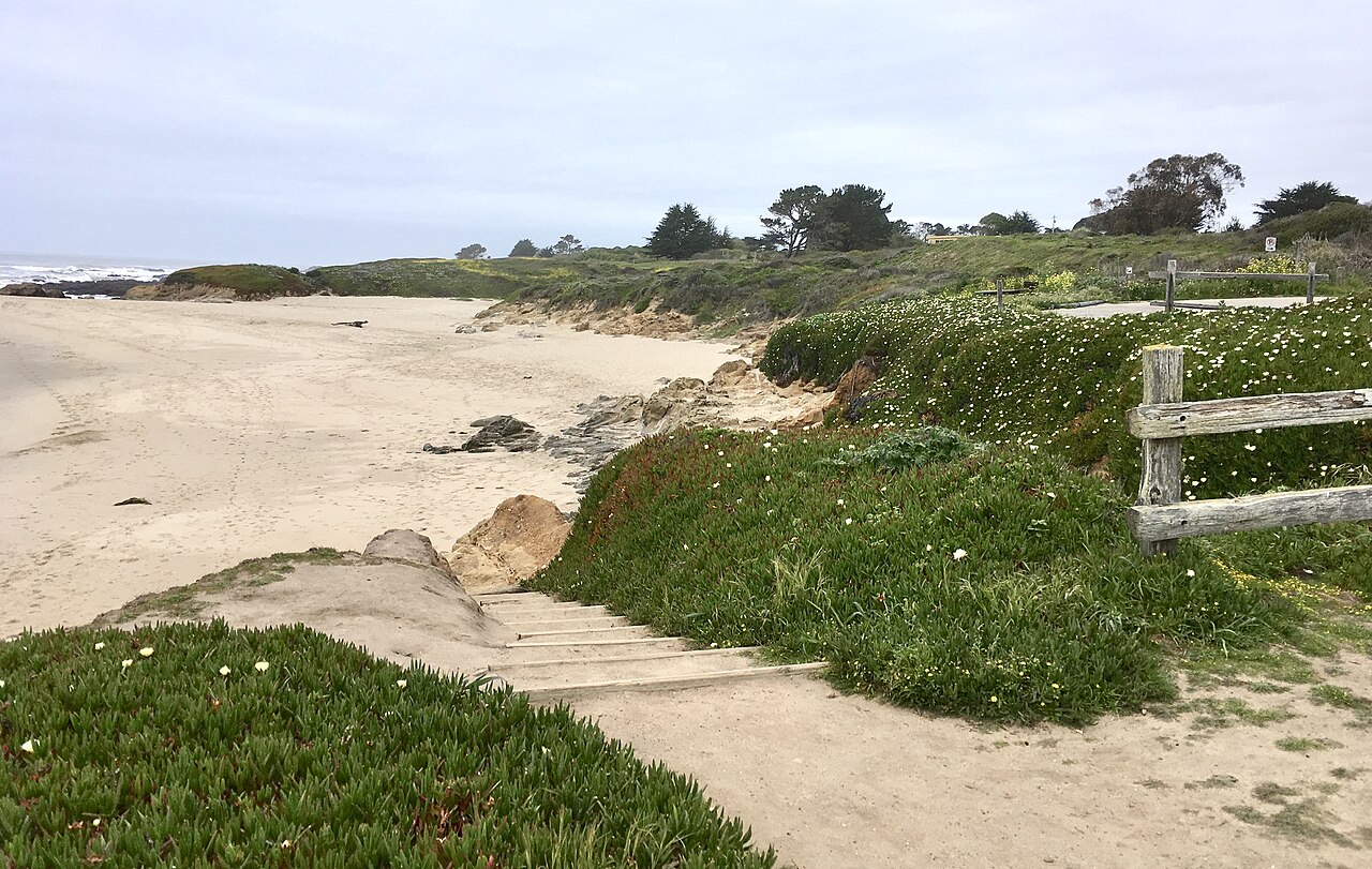 Bean Hollow State Beach - Sandy beach with coastal vegetation