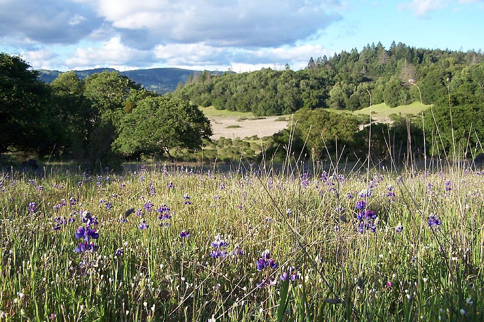 Annadel State Park - Meadow with purple lupine wildflowers