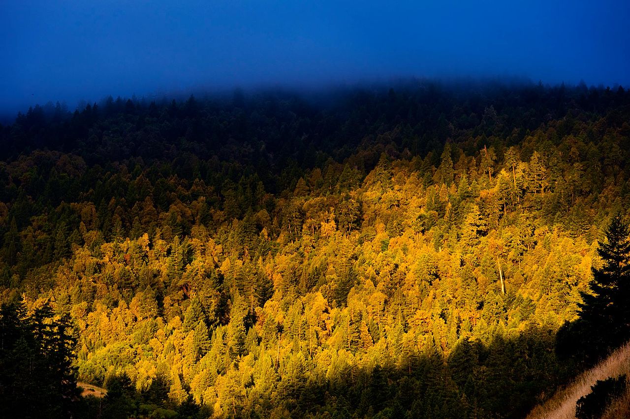 Benbow State Recreation Area - Hillside with golden trees against blue sky