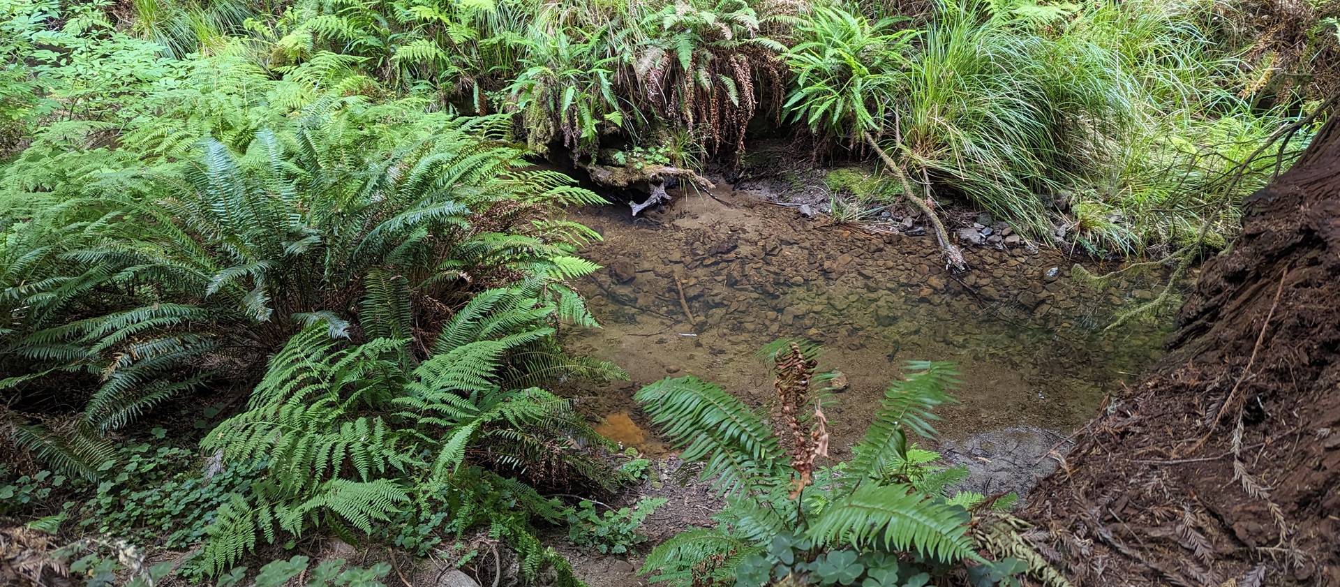 Russian Gulch State Park